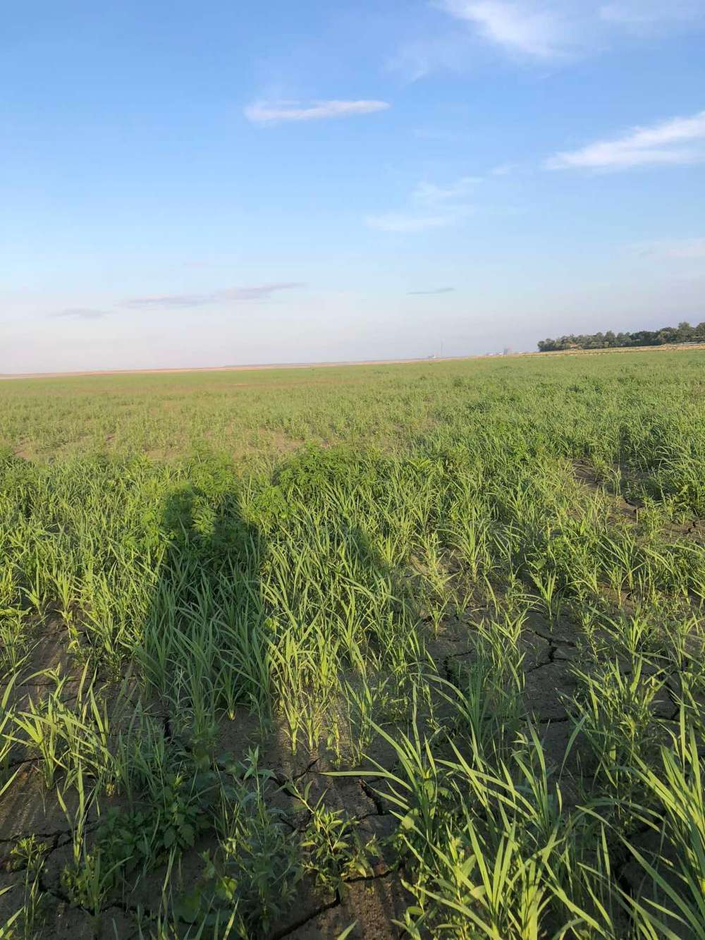 На дні Каховського водосховища утворилися городи: там не лише картопля  (фото)